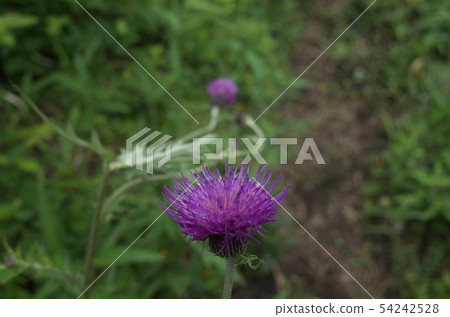 Pretty flowers found on a mountain trail in Japan Pretty flowers found on a mountain trail in Japan 54242528