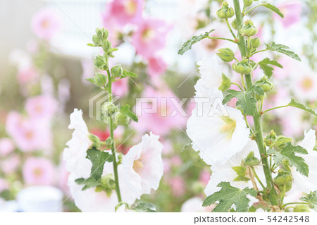 蜀葵 蜀葵 54242548