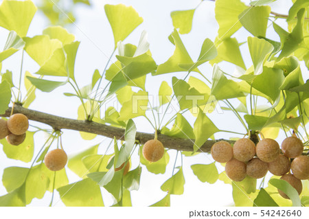 Ginkgo berry, ripe ginkgo berry. 54242640
