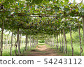 Bunch of grapes on a vine 54243112