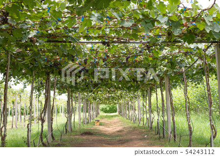 Bunch of grapes on a vine Bunch of grapes on a vine 54243112