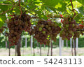 Bunch of grapes on a vine 54243113