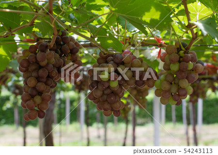Bunch of grapes on a vine Bunch of grapes on a vine 54243113