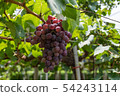 Bunch of grapes on a vine 54243114