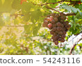 Bunch of grapes on a vine 54243116