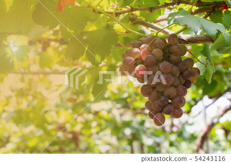 Bunch of grapes on a vine 54243116