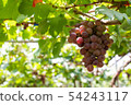 Bunch of grapes on a vine 54243117