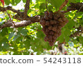 Bunch of grapes on a vine 54243118