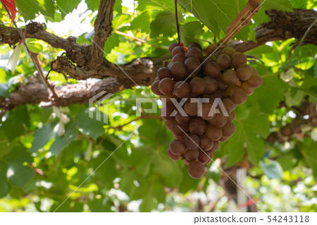 Bunch of grapes on a vine Bunch of grapes on a vine 54243118