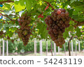 Bunch of grapes on a vine 54243119