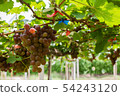 Bunch of grapes on a vine 54243120