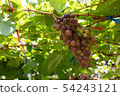 Bunch of grapes on a vine 54243121