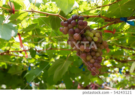 Bunch of grapes on a vine 54243121
