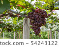 Bunch of grapes on a vine 54243122