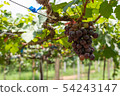 Bunch of grapes on a vine 54243147