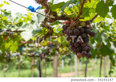 Bunch of grapes on a vine Bunch of grapes on a vine 54243147