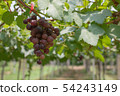 Bunch of grapes on a vine 54243149