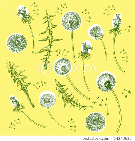Dandelions Flowers Seamless Pattern. Hand drawn sketches Dandelions Flowers Seamless Pattern. Hand drawn sketches 54243623