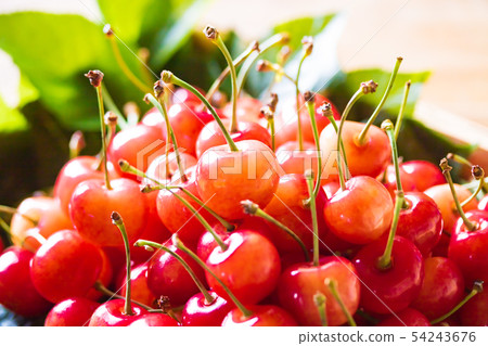 Cherry, nishiki sato 54243676