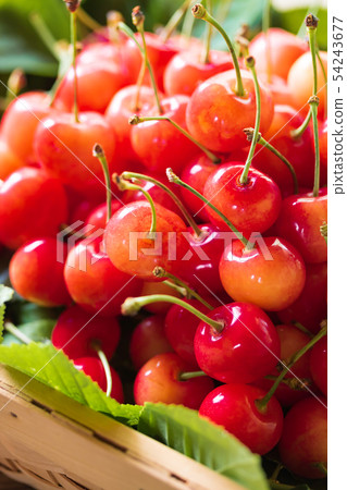 Cherry, nishiki sato 54243677