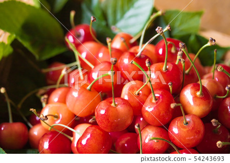 Cherry, nishiki sato 54243693