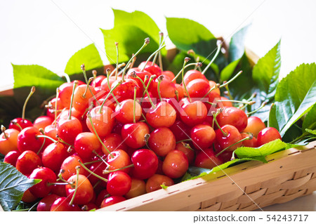 Cherry, nishiki sato 54243717