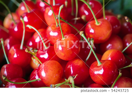 Cherry, nishiki sato 54243725