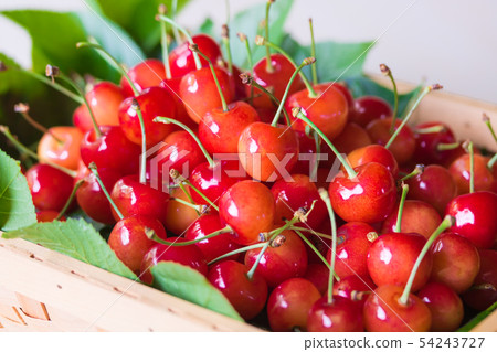 Cherry, nishiki sato 54243727