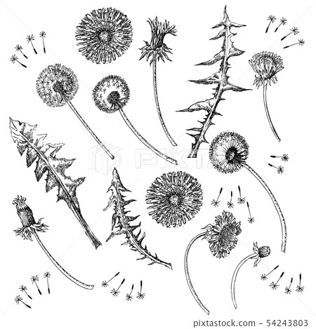 Dandelions Flowers Seamless Pattern.  Hand drawn sketches. 54243803