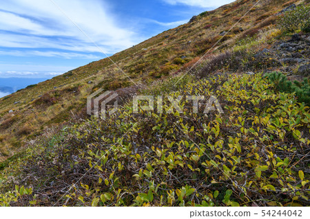 Grass leaves of Mt. Chokai Grass leaves of Mt. Chokai 54244042