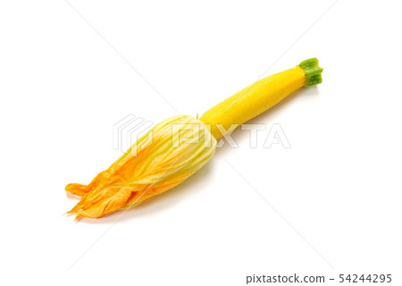 西葫蘆花 西葫蘆花 54244295