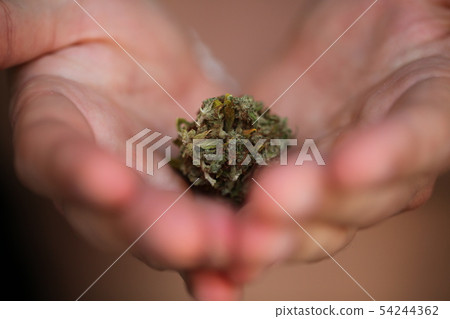 dry medical cannabis marijuana hand dry medical cannabis marijuana hand 54244362