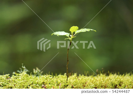 Young tree Young tree 54244487