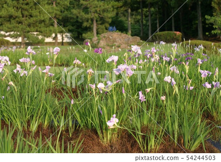 Ayame花園 54244503