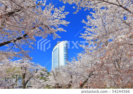 [Gunma Prefecture] Full bloom cherry blossoms in Takasaki Park and Takasaki City Hall 54244566