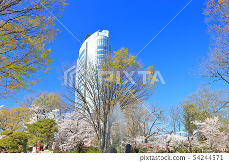 [群馬縣]高崎公園和高崎市政廳盛開的櫻花 54244571