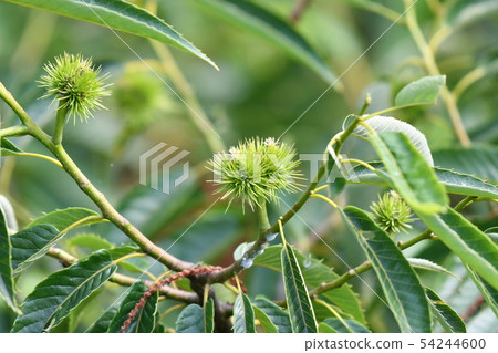 Chestnuts, June, sunny, chestnuts, female flowers, pollination, igagri Chestnuts, June, sunny, chestnuts, female flowers, pollination, igagri 54244600