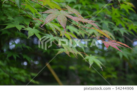 A wet maple 54244906