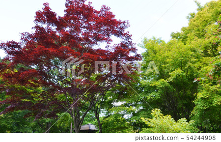 Autumn leaves 54244908