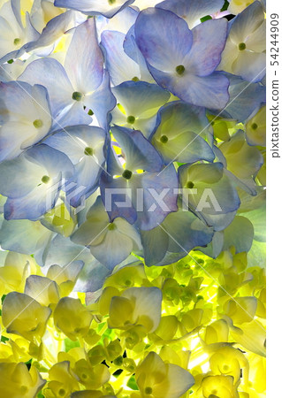hydrangea   54244909