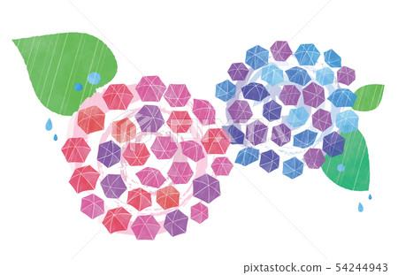 Umbrella hydrangea flowers and rain 54244943
