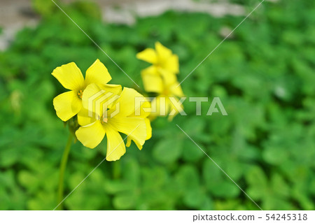 黃色oxalis花 54245318