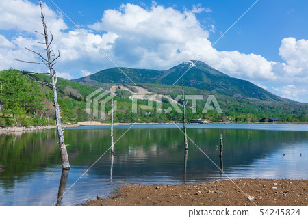 女神湖:清新的綠色和死樹和Tateshina山 女神湖:清新的綠色和死樹和Tateshina山 54245824