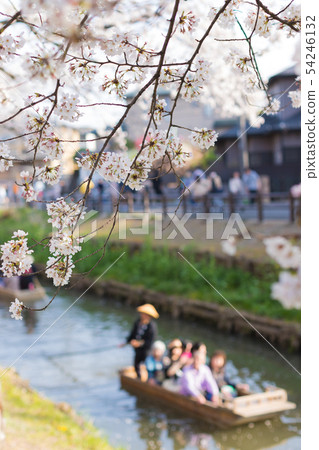 櫻花樹和小灌木行 54246132