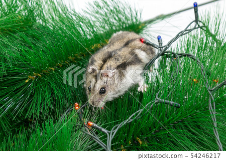 Home mouse on the branches of the Christmas tree. 54246217