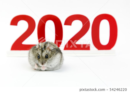 New Year. 2020 year of the mouse on the calendar. 54246220
