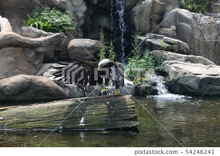 跳躍的白頭鷹 54246241