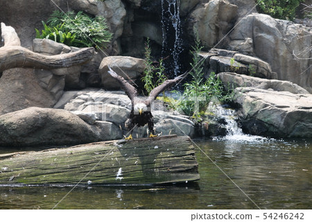 禿頭鷹展翅 54246242