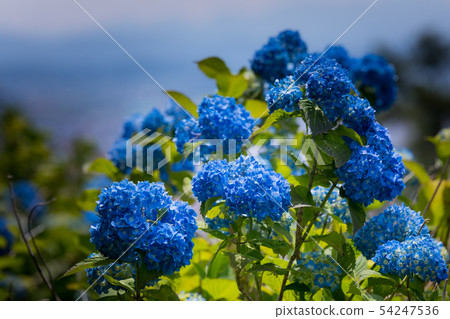 hydrangea   54247536