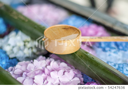 Yanagiya Kannon繡球花 Yanagiya Kannon繡球花 54247636